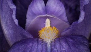 Light Purple Iris